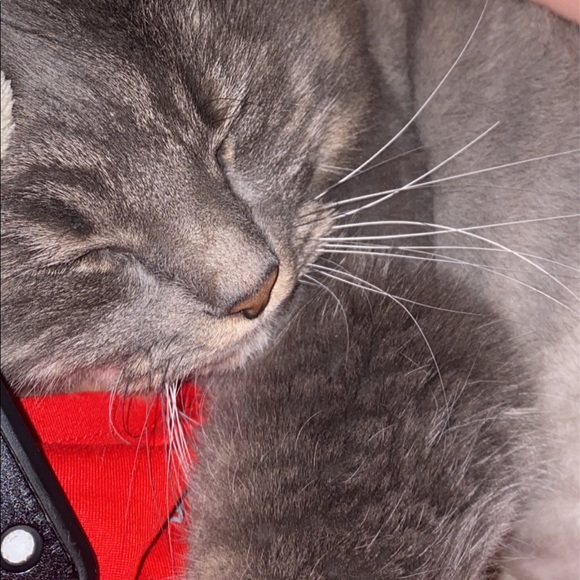 Meet your Posher, Mackenzie - Picture 1 of 1